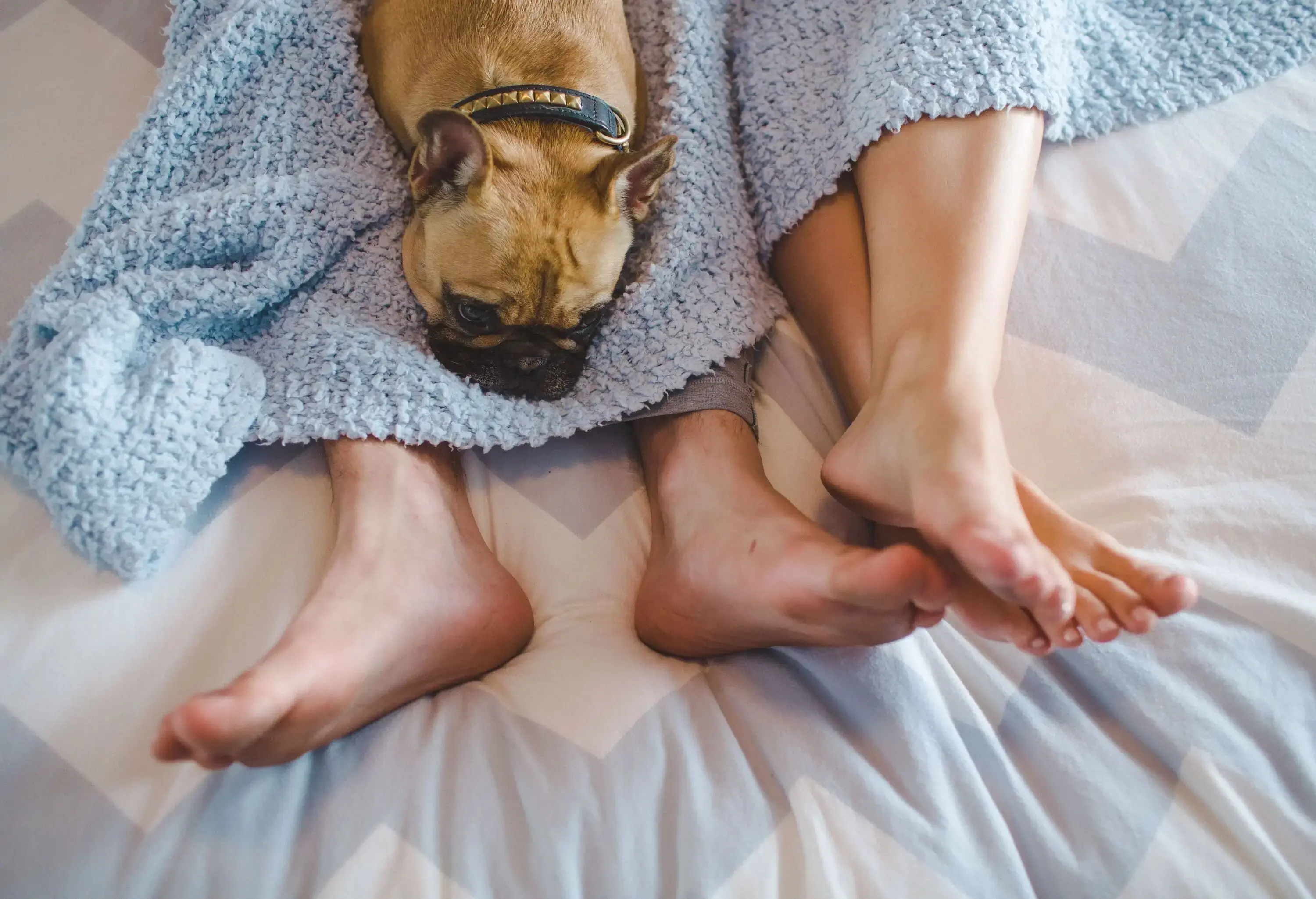 Couple laying in bed with feet sticking out of covers and dog (French Bulldog) laying on legs