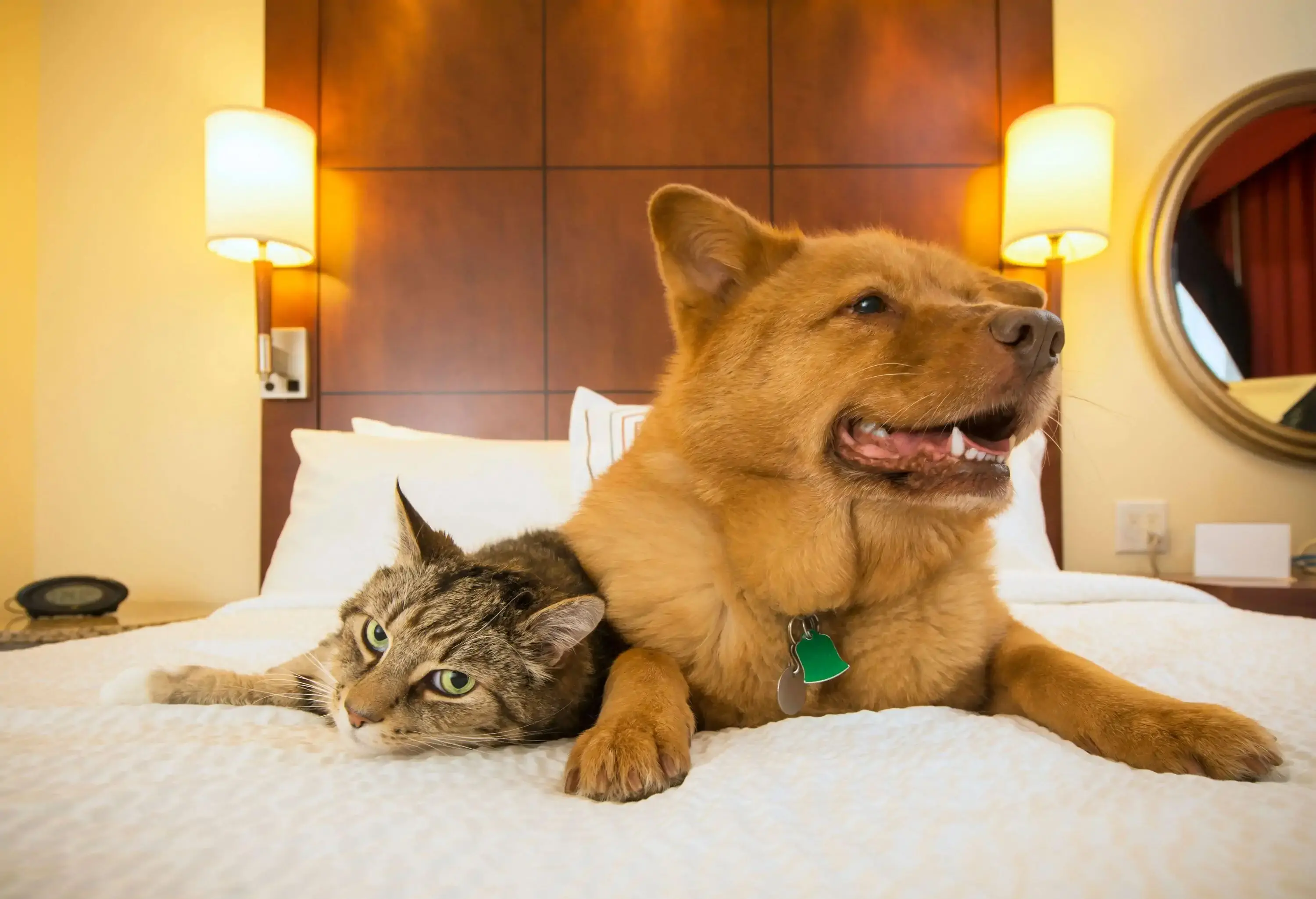A cat and a dog are resting together on a bed in a hotel room.