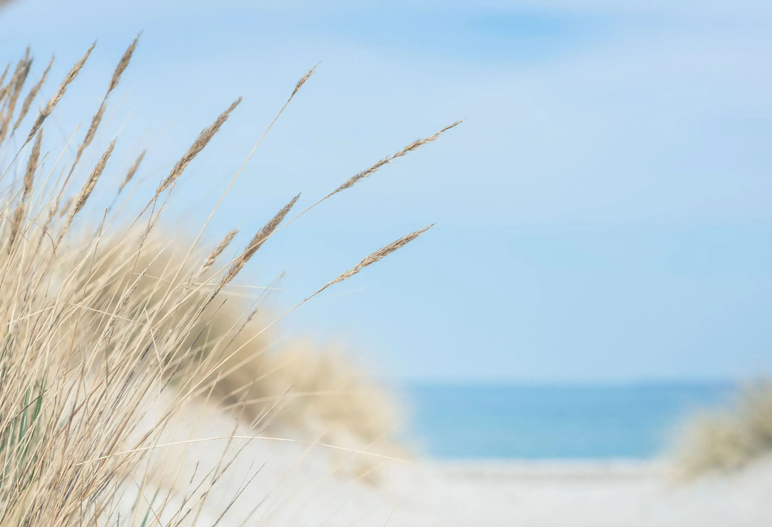 Dry beach grass on a sandy dune with a blurred view of the ocean and sky in the background.