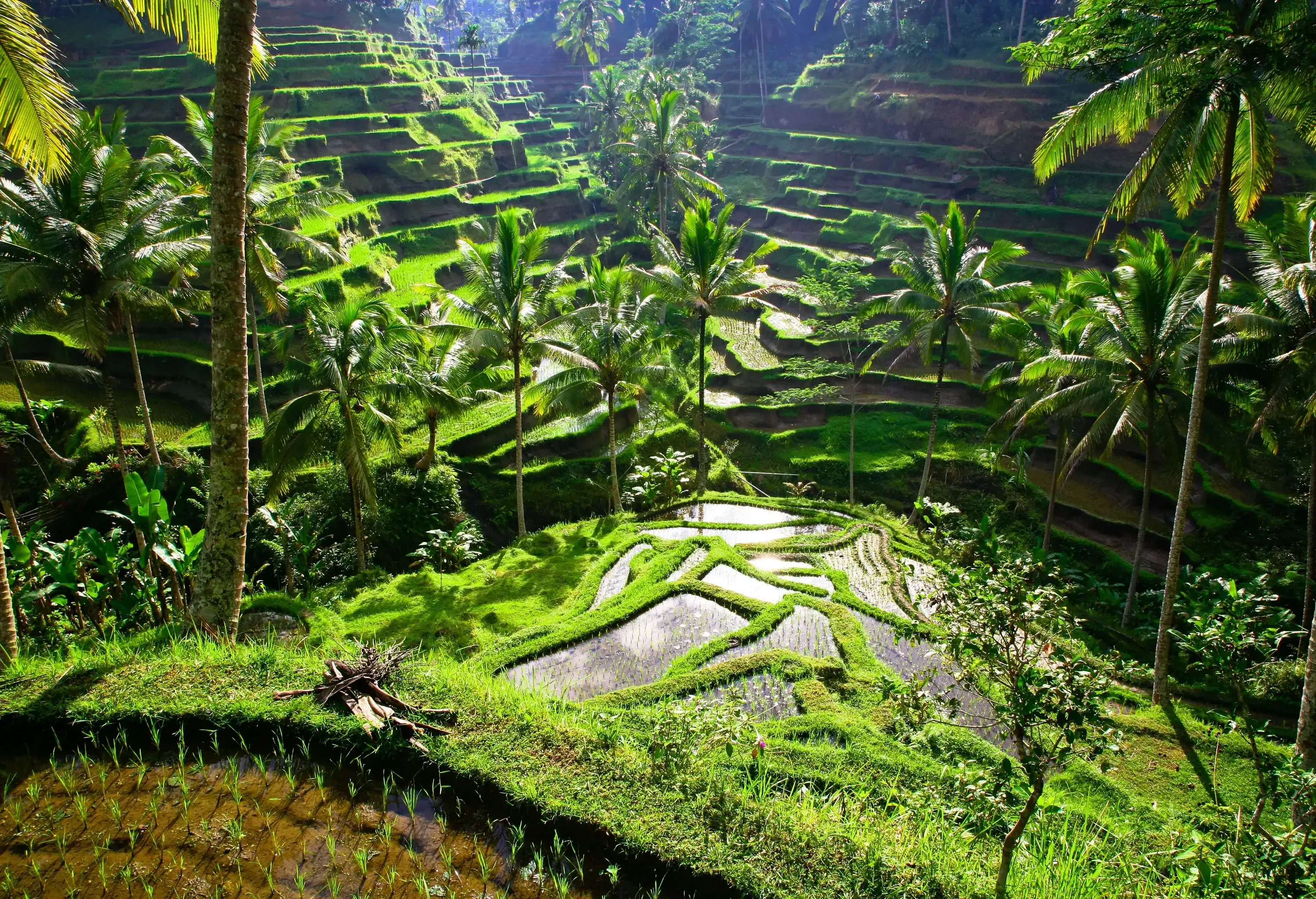 Terraced rice fields dotted with towering coconut trees.