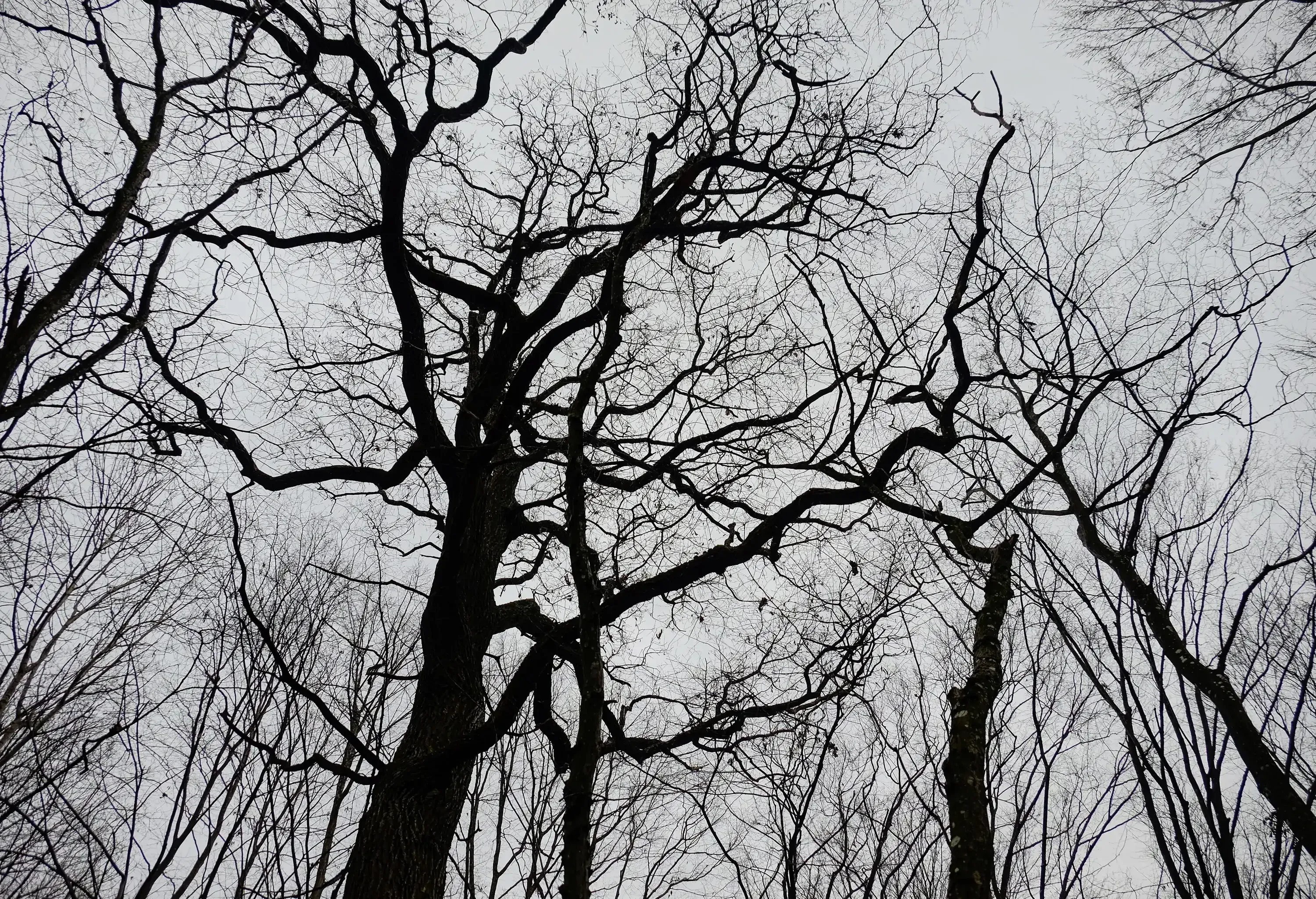 Low-angle view of a dense canopy of dark, bare tree branches against an overcast sky.