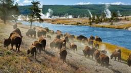 Ferienwohnungen in Yellowstone Nationalpark