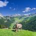 Sonstige