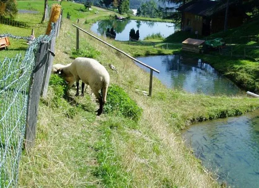 Sonstige Foto