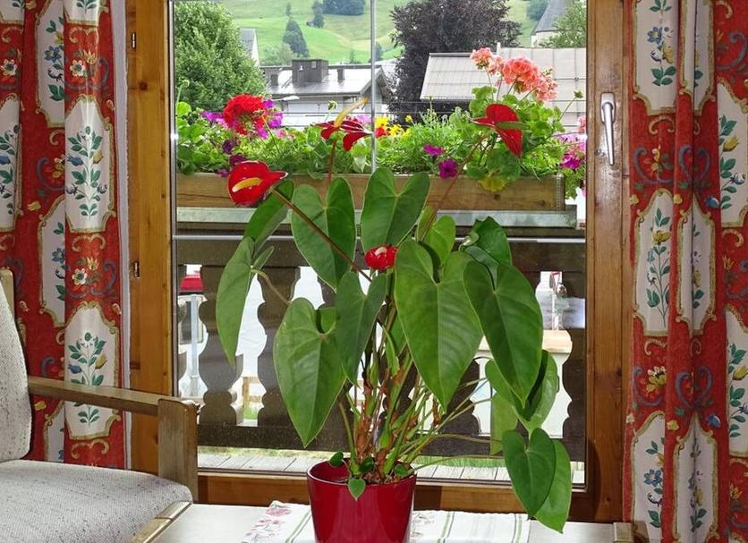 Sonstige Foto