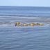 Sonstige