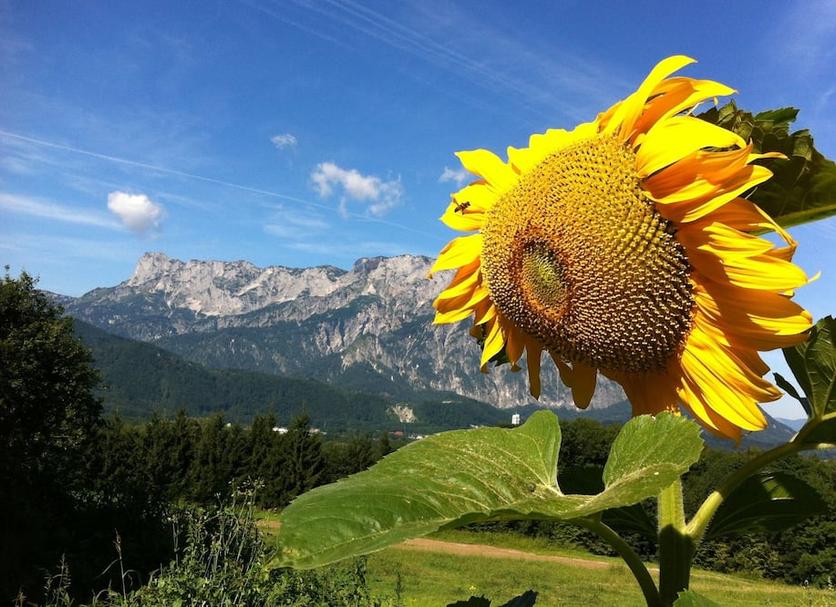 Sonstige Foto