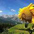 Sonstige