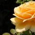 Sonstige