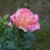 Sonstige